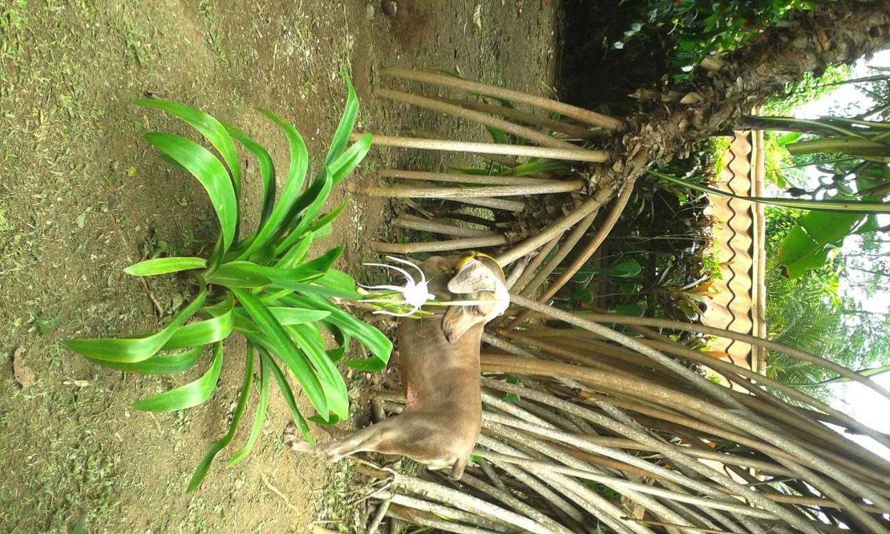Casa Marcellino Lodge カウイータ エクステリア 写真